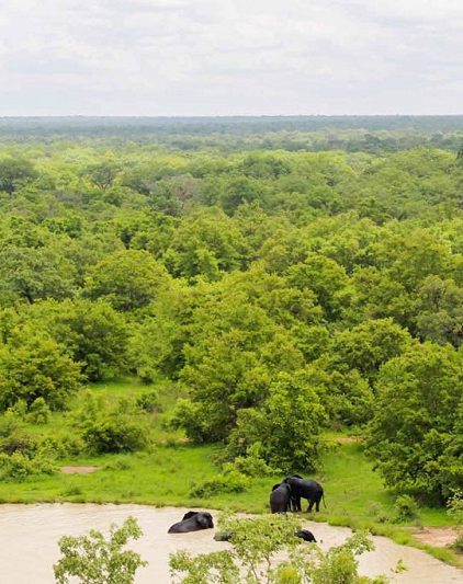 Forêt Communale de Kidam