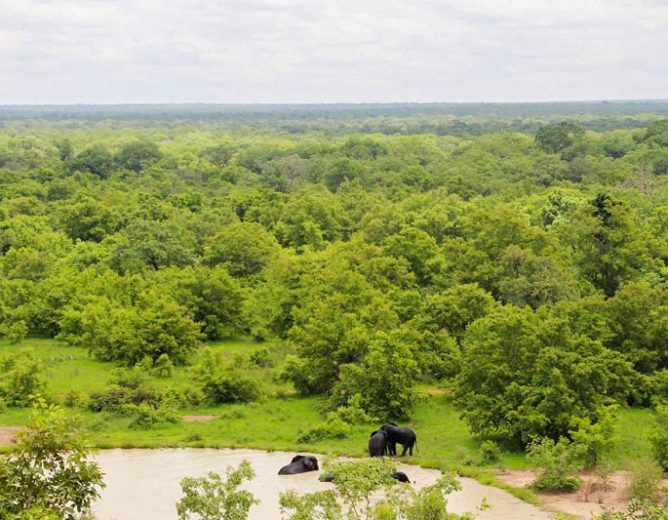 Forêt Communale de Kidam
